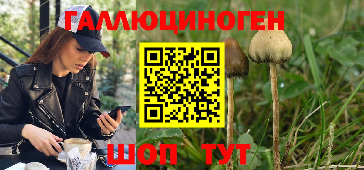 Псилоцибиновые грибы Psilocybine cubensis Усть-Лабинск